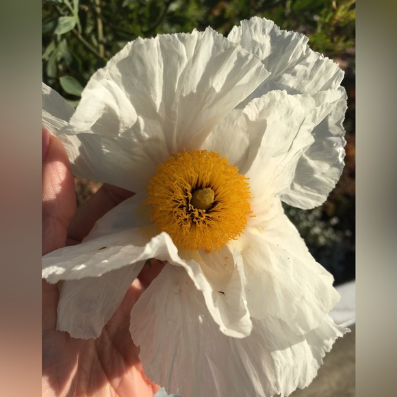 Meet your Posher, Ari - Picture 4 of 4